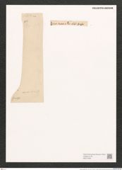 Nitzschia graeffei Grun. (de-Toni-Nr.: Genus 47, Species 2028) Zeichnungen Sammlung Grunow (NHMW-BOT-W0371808)